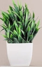 Mini set botánico Evergreen Quartet