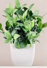 Mini set botánico Evergreen Quartet