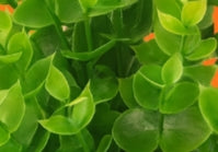 Set Botánico Verdant Duo Petite: Plantas artificiales en maceta (juego de 2), multicolor