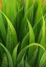 Set Botánico Verdant Duo Petite: Plantas artificiales en maceta (juego de 2), multicolor