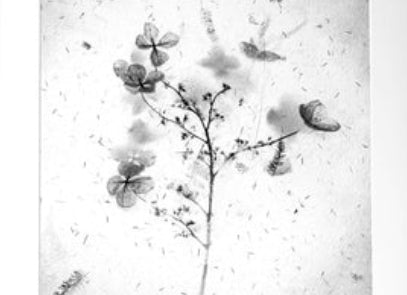 Conjunto de impresiones artísticas de pared botánicas en escala de grises